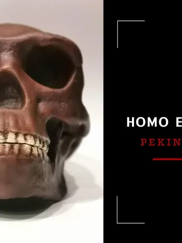 Homo Erectus Pekinensis Skull Replica, Prehistoric Fossil Collection, Realistic Hominid Skull, Museum Quality $347.64