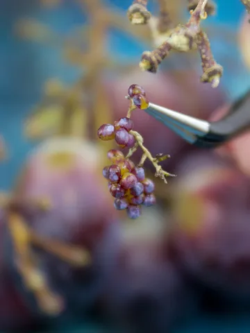 TUTORIAL Miniature red grape with polymer clay $14.00
