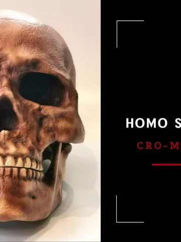 Homo Sapiens Cro-Magnon Skull Replica, Prehistoric Fossil Collection, Realistic Hominid Skull, Museum Quality $266.79