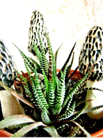 Ceramic big morel mushrooms. Garden Decorations $28.00