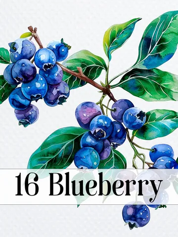 16 Blueberry PNG Clipart, Printable Watercolor Blueberry for sublimation, Blueberry Stem Print, Digital download, Paper craft, junk journals $2.64