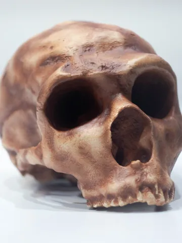 Homo Neanderthal La Ferrasie 1 Skull Replica, Prehistoric Fossil Collection, Realistic Hominid Skull, Museum Quality $347.64