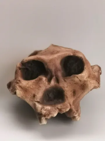 Paranthropus Robustus Swartkrans Skull Replica, Prehistoric Fossil Collection, Realistic Hominid Skull, Museum Quality $236.76
