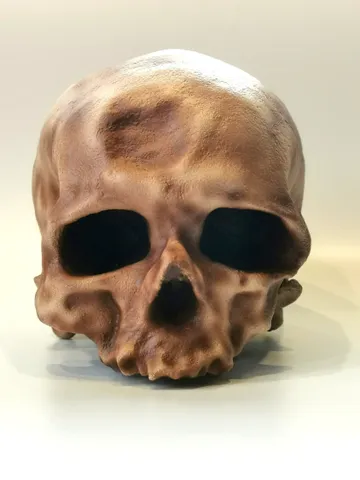 Homo Sapiens Cro-Magnon Skull Replica without Jaw, Prehistoric Fossil Collection, Realistic Hominid Skull, Museum Quality $324.54