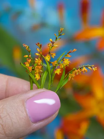 TUTORIAL Miniature crocosmia (montbretia) with air dry clay $13.00