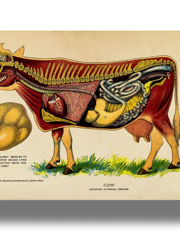Cow internal organs. Mammal anatomy decor. $21.00
