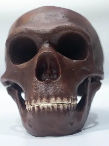 Homo Neanderthal Skull La Chapelle-aux-Saints Reconstruction, The Old Man of La Chapelle, Fossil Collection, Realistic Hominid Skull $373.05
