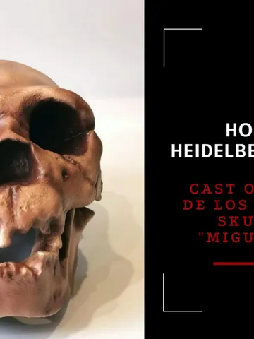 Homo Heidelbergensis Skull Replica, Prehistoric Fossil Collection, Realistic Hominid Skull, Museum Quality $324.54