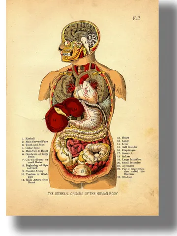 Internal organs of the human body. $21.00