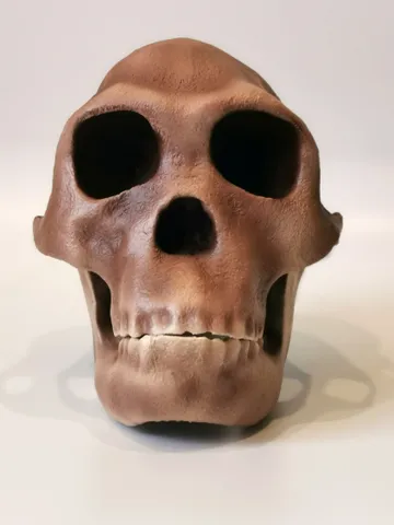 Homo Habilis Skull Replica, Prehistoric Fossil Collection, Realistic Hominid Skull $347.64