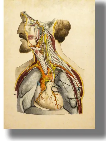 Vintage human anatomy. Anatomy of human internal organs. $21.00