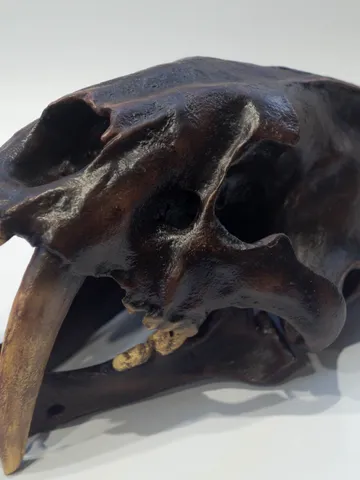 Smilodon skull, Saber tooth tiger Anatomical Skull Replica, animal skull decor, oddities home decor, prehistoric animal, fossil collection