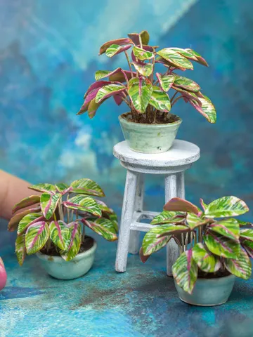 TUTORIAL miniature stromanthe plant with polymer clay $14.00
