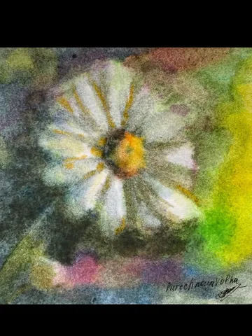 Chamomile/Watercolor. Original painting $18.00