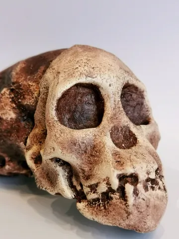 Taung Child Australopithecus Africanus Skull Replica, Prehistoric Fossil Collection, Realistic Hominid Skull, Museum Quality $236.76