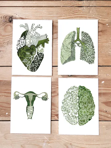 "Anatomy", a set of 4 postcards with original prints