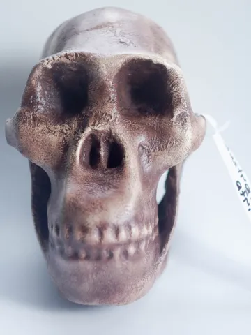 Australopithecus africanus Skull Replica, Prehistoric Fossil Collection, Realistic Hominid Skull, Museum Quality $347.64