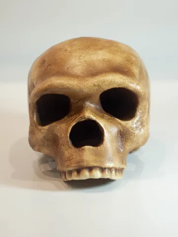 Homo Neanderthal Steinheim Man Skull Replica, Prehistoric Fossil Collection, Realistic Hominid Skull, Museum Quality $347.64