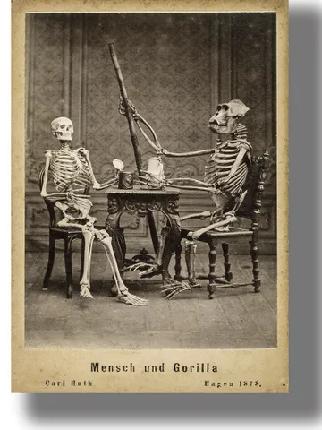 Human and gorilla skeletons sitting at a table. $21.00