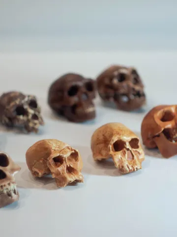 Small-Sized Hominid Skull "The Main Branch" of Human Evolution, 3D Printed Set for Collection and Home Decor, Anthropology Models $340.71