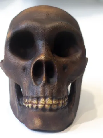 Homo Neanderthal from Spi Cave Skull Replica, Prehistoric Fossil Collection, Realistic Hominid Skull $347.64