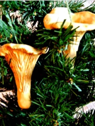 Ceramic golden chanterelle. Mushroom Christmas Decoration $29.00