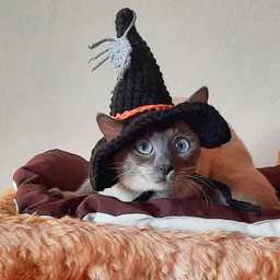 cool-pet-toys