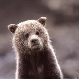 Teddybaby